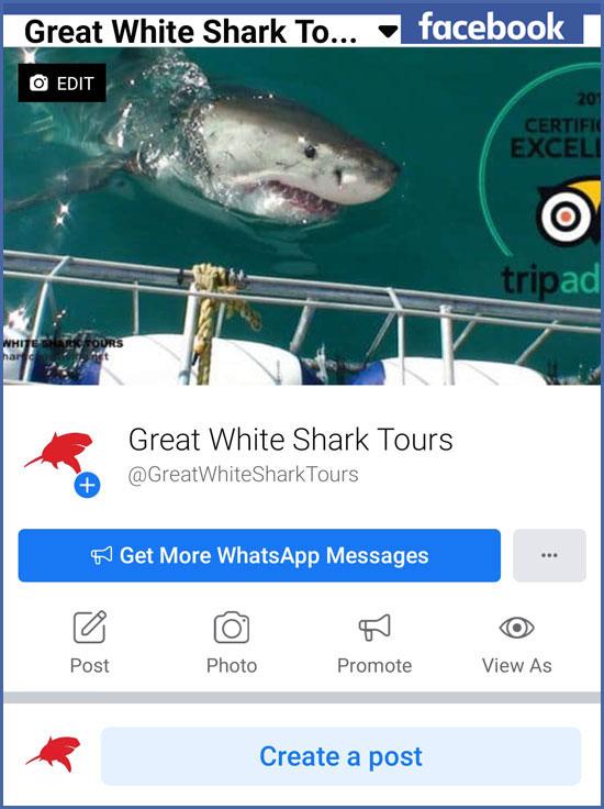 shark cage dving Facebook